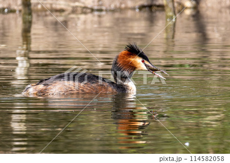 Great Crested Grebe, Podiceps cristatus has caught a fish. 114582058