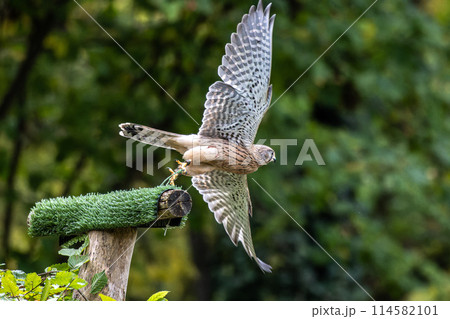 Common kestrel, Falco tinnunculus is a bird of prey species belonging to the falcon family Falconidae. 114582101