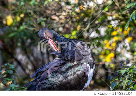 Black stork, Ciconia nigra in a german nature park 114582104