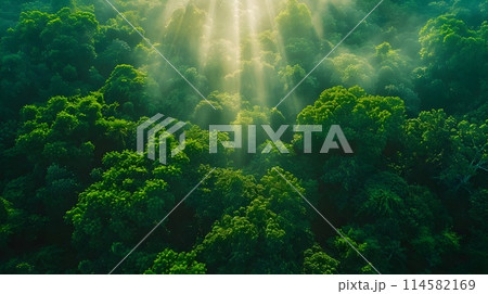 Aerial Drone Shot of Lush Forest Canopy With Sun Filtering Through Leaves Highlighting the Rich Verdant Greenery and Natural Beauty of the Woodland 114582169
