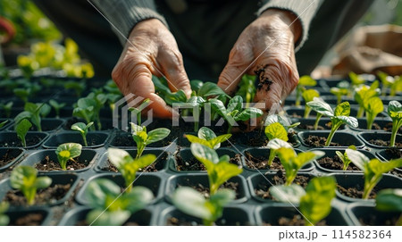 Caring Hands Nurturing Seedlings in DIY Garden with Tools and Homemade Compost 114582364