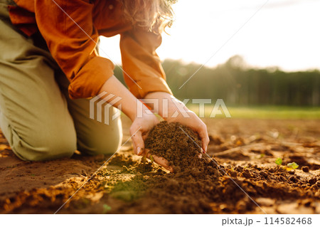 Women's hands sort through black soil in field. A woman farmer checks quality of the soil. Ecology. Women's hands sort through black soil in field. A woman farmer checks quality of the soil. Ecology. 114582468