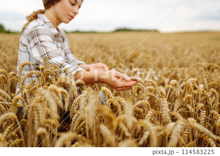 Young woman farmer walking across field and running her hand through golden ears of wheat harvest. Young woman farmer walking across field and running her hand through golden ears of wheat harvest. 114583225