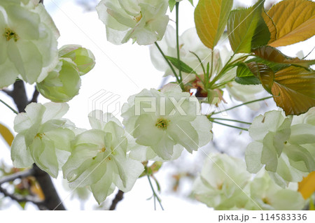 満開に咲く緑の桜 御衣黄桜 ~3:2バージョン 満開に咲く緑の桜 御衣黄桜 ~3:2バージョン 114583336