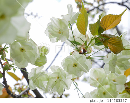 満開に咲く緑の桜　御衣黄桜  114583337