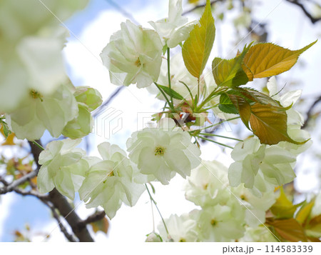 満開に咲く緑の桜 御衣黄桜 満開に咲く緑の桜 御衣黄桜 114583339