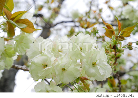 満開に咲く緑の桜 御衣黄桜 ~3:2バージョン 満開に咲く緑の桜 御衣黄桜 ~3:2バージョン 114583343