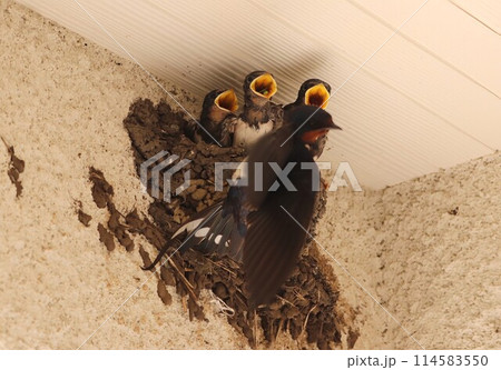 巣の中で親鳥を待つツバメのヒナたち 巣の中で親鳥を待つツバメのヒナたち 114583550