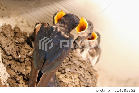 巣の中で親鳥を待つツバメのヒナたち 114583552