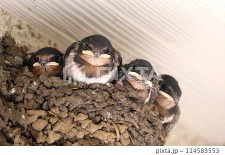 巣の中で親鳥を待つツバメのヒナたち 114583553