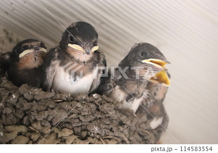 巣の中で親鳥を待つツバメのヒナたち 巣の中で親鳥を待つツバメのヒナたち 114583554