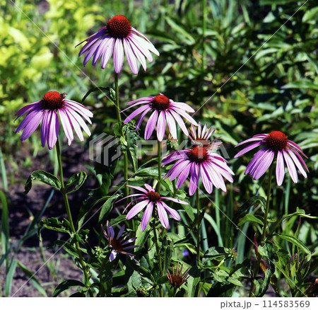 Echinacea purpurea purple coneflower during the summer months. Echinacea purpurea Echinacea purpurea purple coneflower during the summer months. Echinacea purpurea 114583569