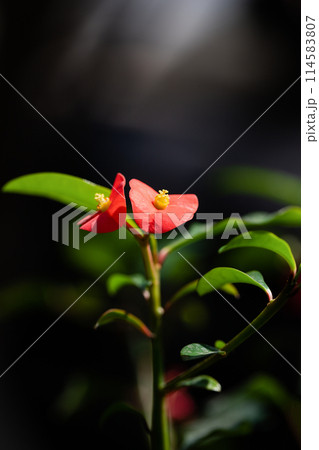 Euphorbia Geroldii red rlowers with rays of light on a black background Euphorbia Geroldii red rlowers with rays of light on a black background 114583807