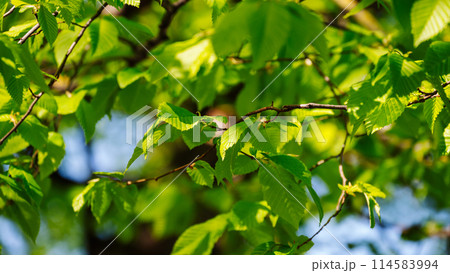 A tree with green leaves is in the foreground A tree with green leaves is in the foreground 114583994