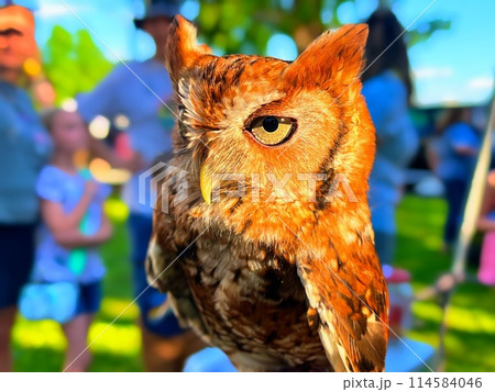 Eastern screech owl 114584046