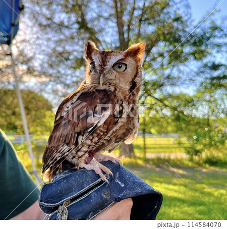 Portrait of an Eastern screech owl Portrait of an Eastern screech owl 114584070