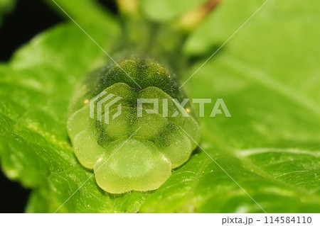 ウラギンシジミの前蛹(顔) ウラギンシジミの前蛹(顔) 114584110