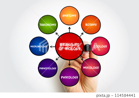 Branches of biology mind map text concept for presentations and reports Branches of biology mind map text concept for presentations and reports 114584441