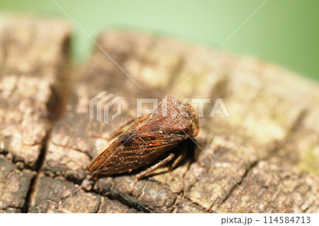 トビイロツノゼミ 114584713