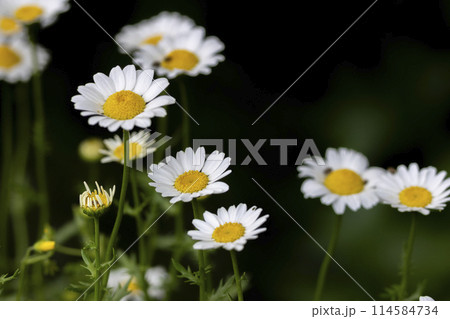 ノースポールの花畑 114584734