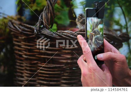 Focus on a photography of a small bird in digital touch screen of a smartphone, being photographed. Selective focus photographer taking picture of baby bird sitting on wicker basket 114584761