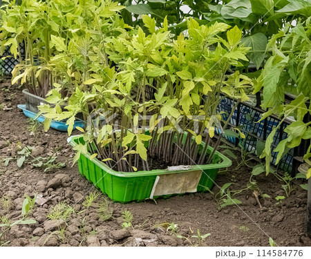 Seedlings of various vegetables in boxes in a greenhouse. The first leaves Seedlings of various vegetables in boxes in a greenhouse. The first leaves 114584776