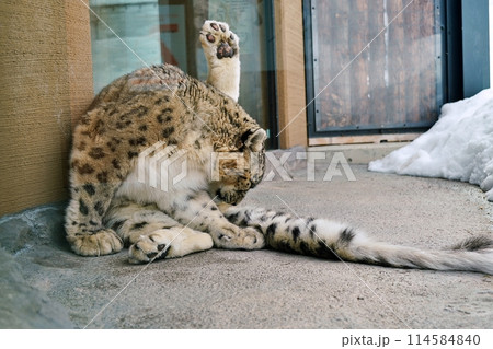 札幌市円山動物園 アジアゾーン 寒帯館　ユキヒョウ 114584840