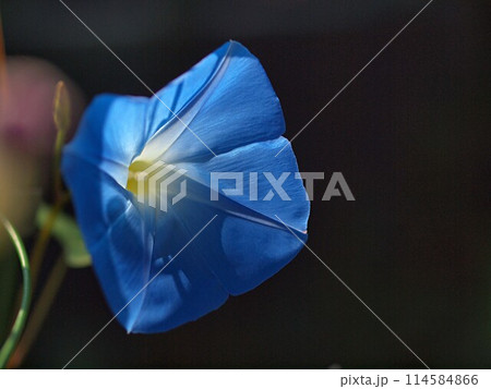 青いアサガオの花の生態写真 114584866