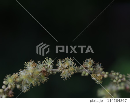 ウドの花とコピースペース 114584867