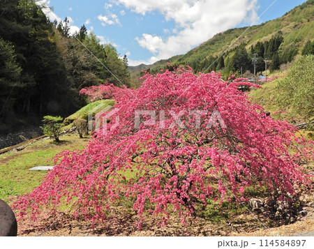 花桃の里に咲く赤い花びらの花桃の大木 花桃の里に咲く赤い花びらの花桃の大木 114584897