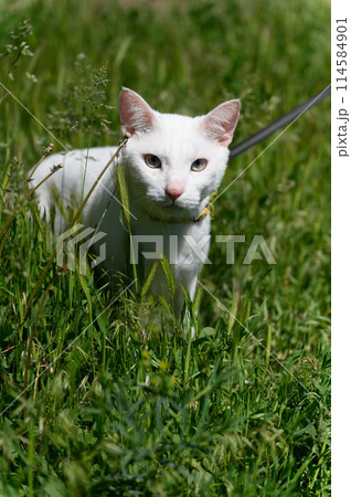 White cat on leash walks in green grass outdoors. White cat on leash walks in green grass outdoors. 114584901