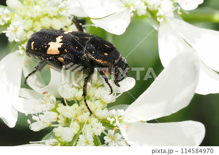 オルレアの花に止まるクロハナムグリ 114584970