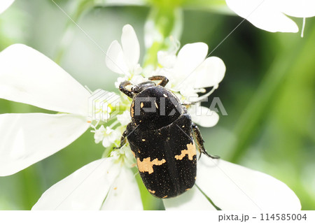 オルラヤの花に止まるクロハナムグリ 114585004