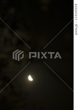 卯月、桜の花と昇ったばかりの月齢22.7下弦の月 114585059