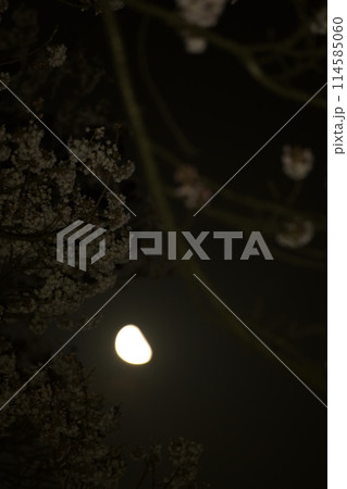 卯月、桜の花と昇ったばかりの月齢22.7下弦の月 114585060
