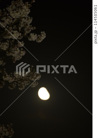 卯月、桜の花と昇ったばかりの月齢22.7下弦の月 114585061