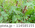 清涼感あふれる朝露に濡れ輝く緑の葉 114585155