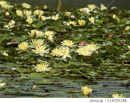 植物園の池に咲いた黄色の睡蓮 114585186