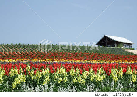 上富良野町かんのファームの花畑 114585197
