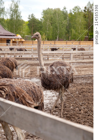 African ostrich walk in the paddock. Common Ostrich is the largest living bird on the planet.. 114585398