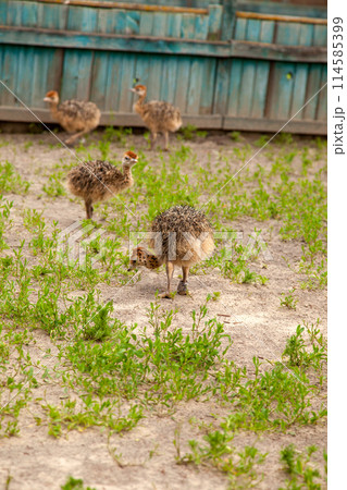 Small african ostriches walk in the paddock. Common Ostrich is the largest living bird on the planet.. 114585399