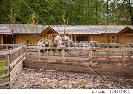African ostrich walk in the paddock. Common Ostrich is the largest living bird on the planet.. 114585400