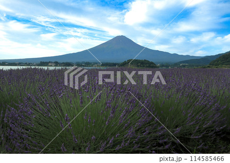 ラベンダー咲く河口湖大石公園と夏の富士山　山梨県河口湖町 114585466