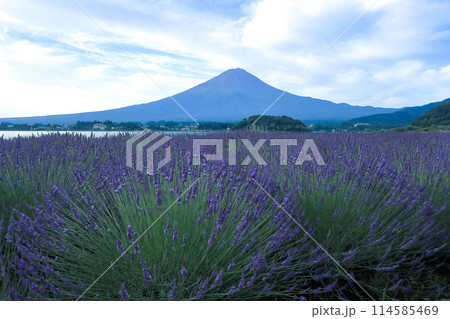 ラベンダー咲く河口湖大石公園と夏の富士山　山梨県河口湖町 114585469
