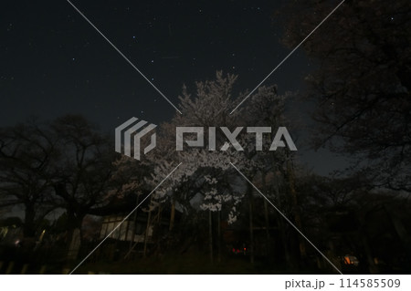 満天の星空の下、咲き誇る山高神代桜 114585509