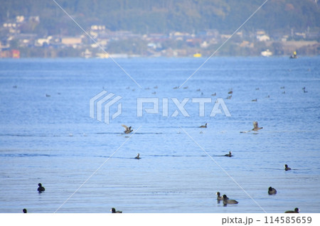 滋賀県琵琶湖湖岸緑地キャンプ紅葉と野鳥と星空 滋賀県琵琶湖湖岸緑地キャンプ紅葉と野鳥と星空 114585659