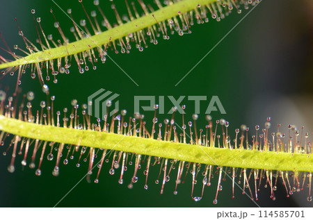 モウセンゴケの葉から出ている多数の粘液がついた粘毛の並んでいる姿が面白い モウセンゴケの葉から出ている多数の粘液がついた粘毛の並んでいる姿が面白い 114585701