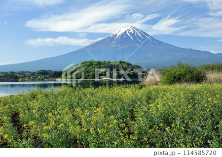 菜の花咲く河口湖大石公園から望む富士山 114585720