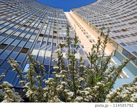 Spiraea thunbergii in front of a modern building 114585792