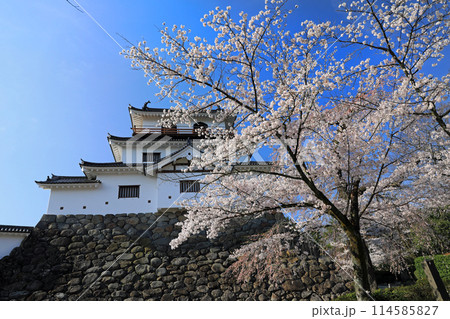 白石城址の桜 白石城址の桜 114585827